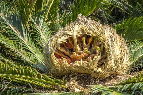 The iron tree in blossom stock photo. Image of landscape - 113283666