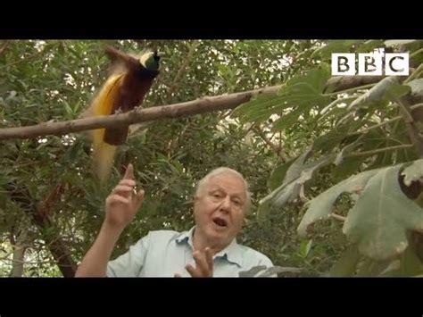 David Attenborough vs. the Bird of Paradise | The Chawed Rosin