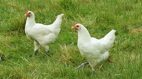 Poulet Pattes Bleues Meteor