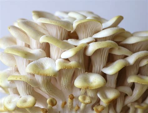 Pleurotus Citrinopileatus The Ultimate Mushroom Guide