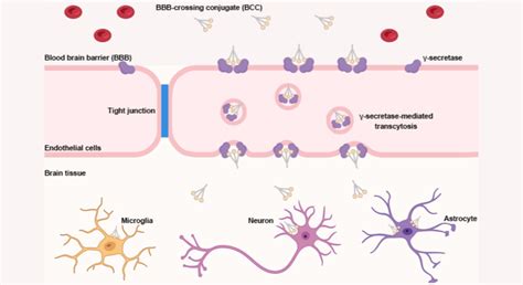 Study Reveals New Way To Unlock Blood Brain Barrier Potentially