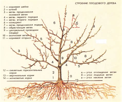 Pruning apple trees in autumn + video, diagram for beginners – Healthy ...