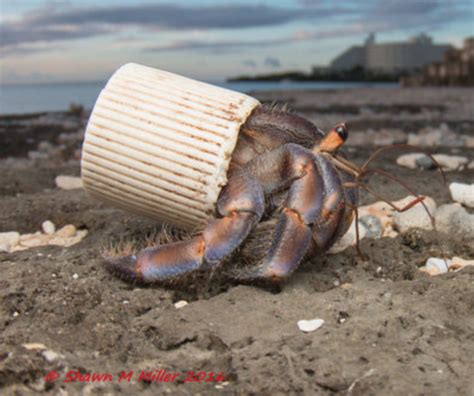 The Plastic Shelled Crabs Of Okinawa Plastic Generation