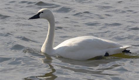 Tundra Swan - Connecticut's Beardsley Zoo