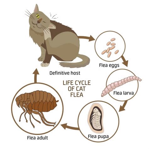 Cat Fleas: Identification, Life Cycle, and Treatment - Cats.com