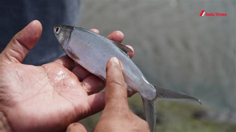 Umpan Ikan Bandeng Paling Jitu Untuk Meningkatkan Hasil Tangkapan