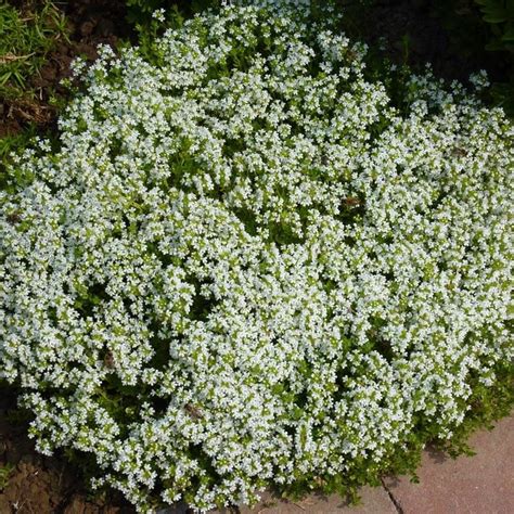 Staudenfoto Zu Thymus Serpyllum Albus Sand Thymian Teppich Thymian