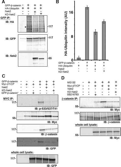 Nek Phosphorylates And Stabilizes Catenin At Mitotic Centrosomes