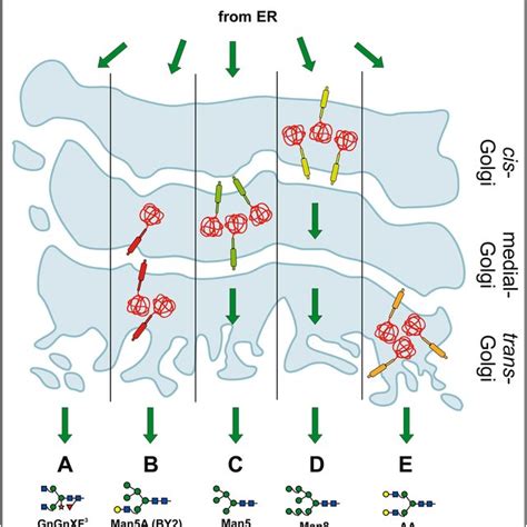 Structure of N-glycosyltransferases. Golgi-located glycosyltransferases ...