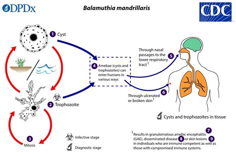 Acanthamoeba Keratitis Life Cycle