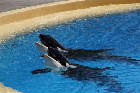 Hd Wallpaper Orca Showing Head Above Water Killer Whale Orcinus Orca