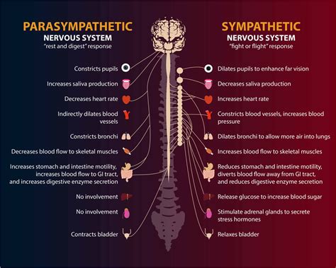 Autonomic nervous system | Autonomic nervous system, Increase heart rate, Nervous system activities