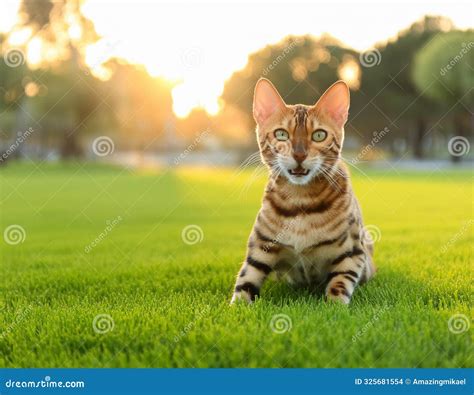 Joyful Bengal Cat Outdoors During Summer Stock Photo Image Of Park