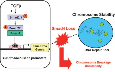 Pdf Fanconi Anemia Brca Pathway And Head And Neck Squamous Cell