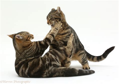 Tabby Cats Play Fighting Photo Wp41293