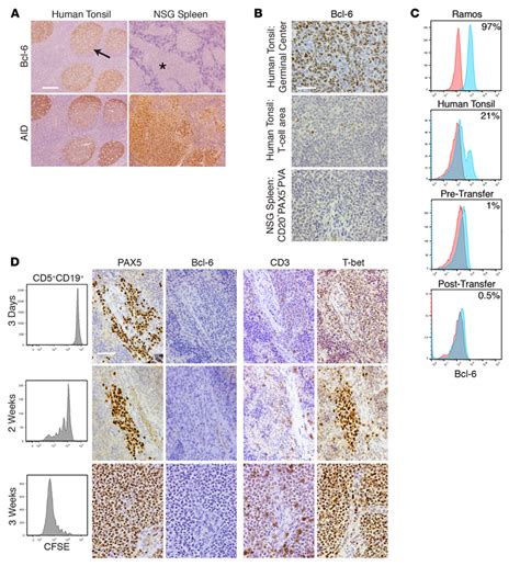 CLL B cell diversification and differentiation occurs without ...