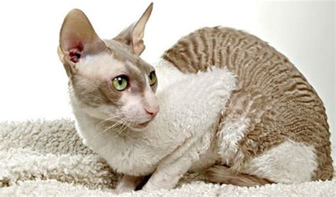 Cornish Rex A Cat With Thick Curly Hair