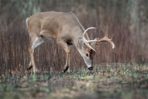 Whitetail Deer Photography - Whitetail Deer Photography