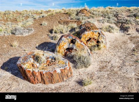 colorful cross section of Petrified wood tree log segment exposed in the soils of Petrified ...