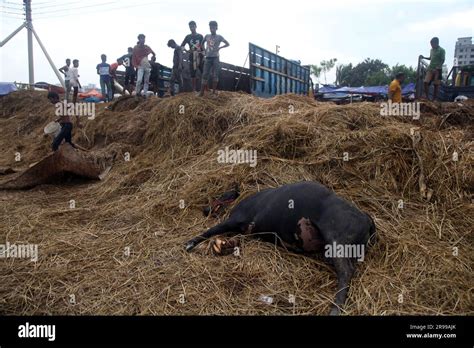 A Cow Died Of Strock Whiel Being Unloading From A Truck A Upcoming Eid