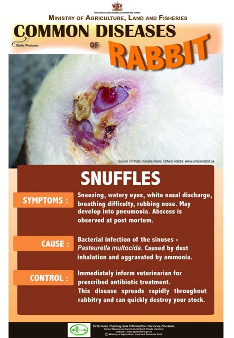 7 Common Diseases Of Rabbits SNUFFLES Ministry Of Agriculture Land