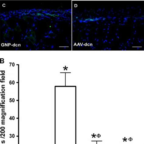 A Immunohistochemistry Showing Levels Of Smooth Muscle Actin SMA