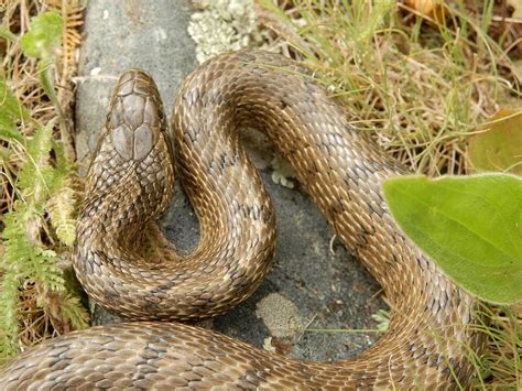 Узорчатый полоз (Elaphe dione). Рептилии и амфибии Казахстана.