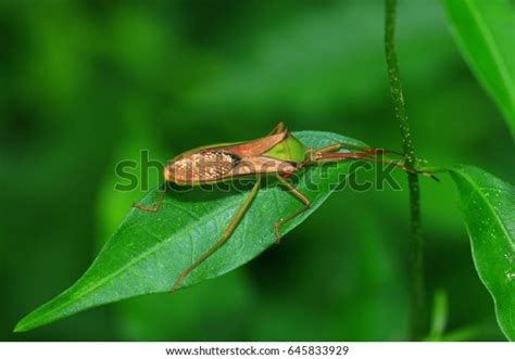 Sycanus Collaris Assassin Bugs Nature Stock Photo 645833929 Shutterstock