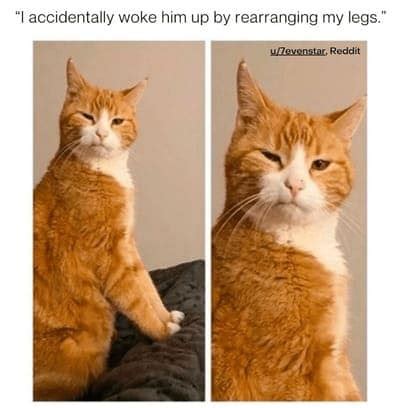 cat memes-orange cat memes-10-20240322 - Thunder Dungeon | The Funniest ...