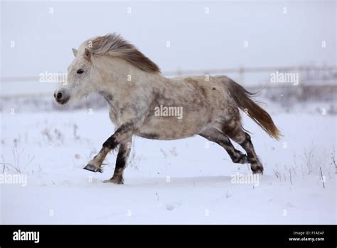 Shetlandpony im schnee Fotos und Bildmaterial in hoher Auflösung Alamy