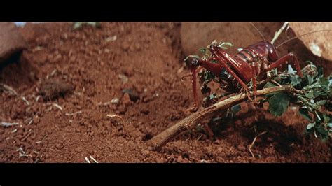 The Naked Prey Blu Ray Cornel Wilde