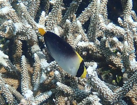 Snorkeling on Komodo Resort's House Reef | Snorkeling in Indonesia