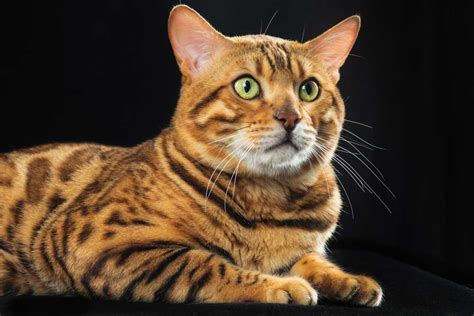 Gato Bengal El Peque O Leopardo Gato De Bengala