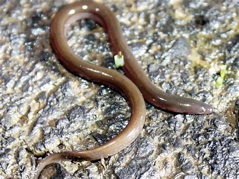 Unique snake-like fish may go extinct in Western Ghats