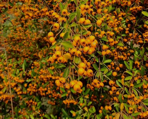 Feuerdorn Mittelmeer Feuerdorn Pyracantha Coccinea C U Flickr