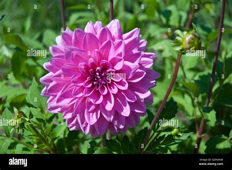 Asteraceae Species Fotos Und Bildmaterial In Hoher Aufl Sung Alamy