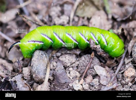 Caterpillar With Horn Hi Res Stock Photography And Images Alamy