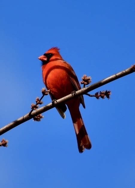 Northern Cardinal Ewa Guide To The Birds Of The Fells Massachusetts