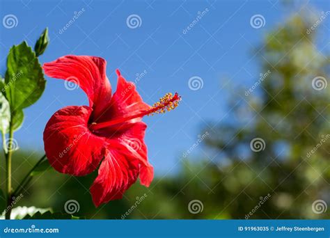 Flor Roja Del Hibisco Imagen De Archivo Imagen De Hierba 91963035