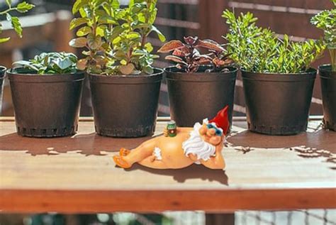 Naughty Naked Garden Gnome Offer Wowcher