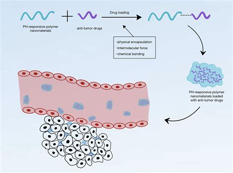 Frontiers Ph Responsive Polymer Nanomaterials For Tumor Therapy