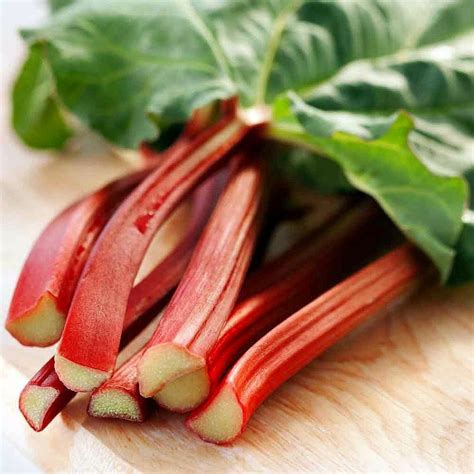 Victoria Red Rhubarb 25 Seeds Perennial Easy To Grow Cz Grain