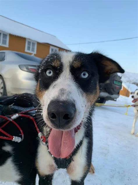 Dog sledding