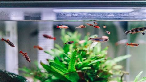 How To Take Apart A Glass Fish Tank Finally Understand