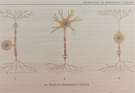 Figure 16 5 Structural And Functional Classification Of Neurons