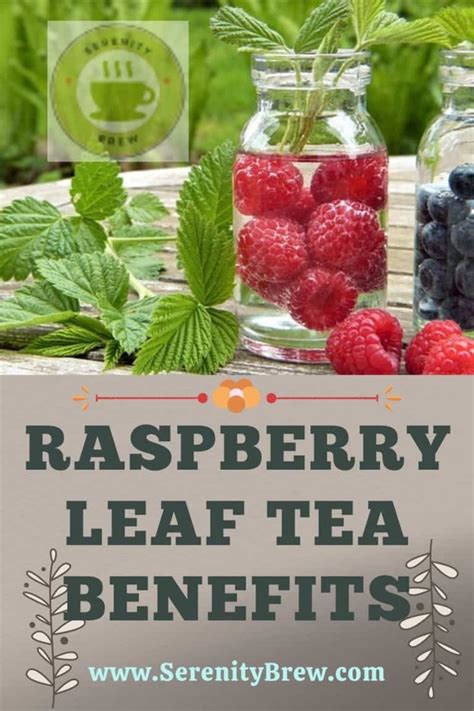 Raspberry Leaf Tea Benefits Serenity Brew