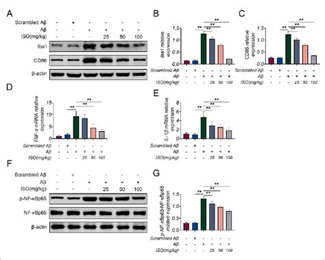 The Treatment Of Iso Alleviates A Induced Inflammation Response In The