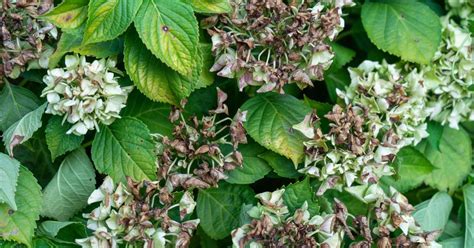 Les hortensias en été faut il couper ou laisser les fleurs fanées