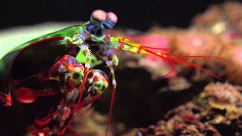 Mantis Shrimp Wallpapers Top Free Mantis Shrimp Backgrounds