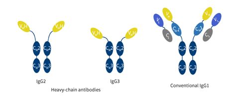 羊驼igg1 Singleb®快速发现 驼科抗体制备定制服务 德泰生物